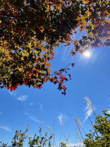 馬那邦山賞楓趣1549585