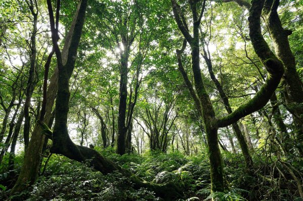 新北 烏來 下阿玉山2821614