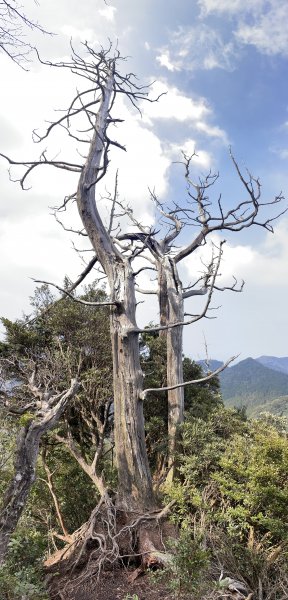 2020/03/12 那結山＆貴妃山 O形縱走1650335