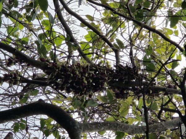 台中大坑頭嵙山（大冠鷲／木蜂／五色鳥／血藤花／鳳凰花）2756681