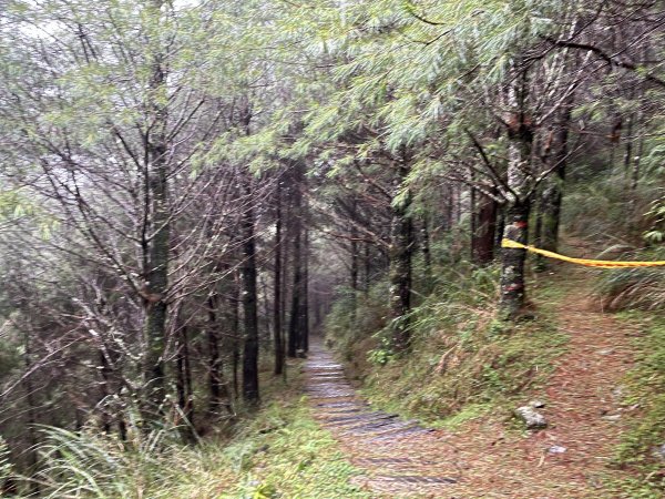 [玉山尋寶任務-02/12] 2025_0727 中之關、天池步道/南橫公路2847628