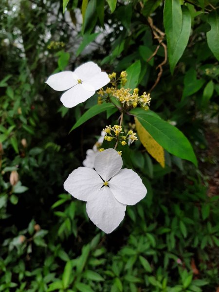 走入迷霧森林，遇見海芋精靈865499