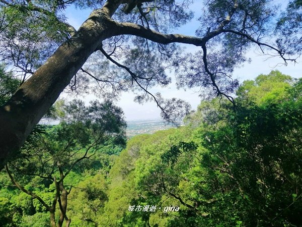 彰化田中~蓊鬱山林賞景趣~田中森林步道1043632