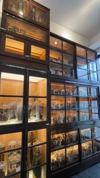 雨天備案💙 台灣博物館的古生代館-台大動植物館免費參觀-北投♨️季2807493