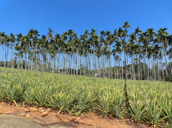 南投草尾嶺步道(賞血藤花)3031438