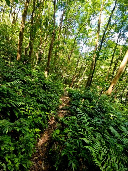 中坑古道(淡蘭中路)-新北市雙溪區2886246