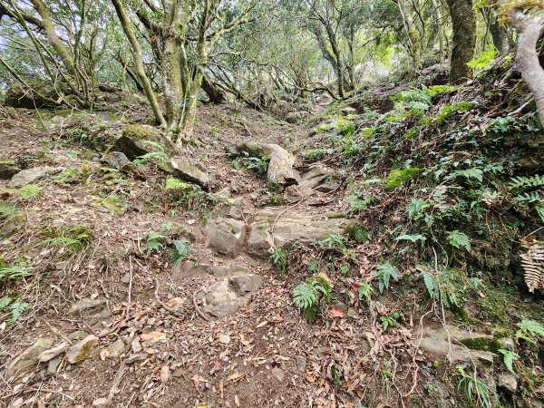 20260118騰龍山加里山O型2997519