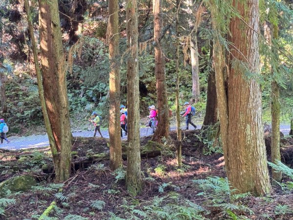 觀霧-榛山步道2925997