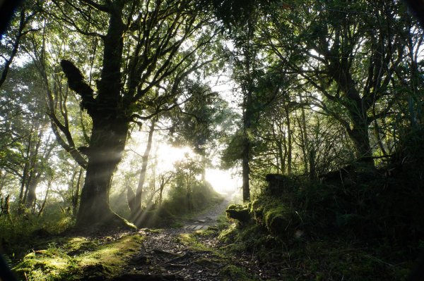 宜蘭 大同 望洋山、翠峰湖步道、山毛櫸步道2880727