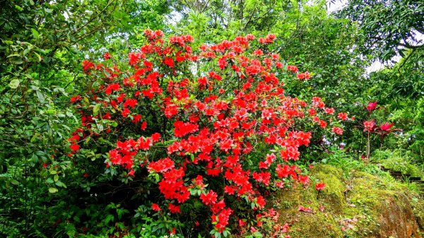 南港四小山。韓美磋2766470