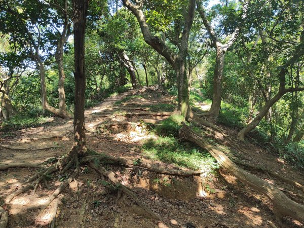 微笑山線：【大棟山系】百年大榕樹段2868483