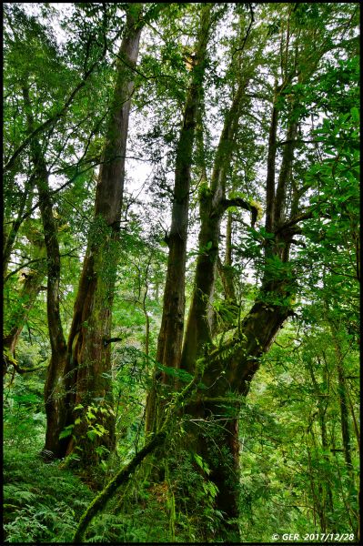 千年的對話~鎮西堡巨木森林 B區234521