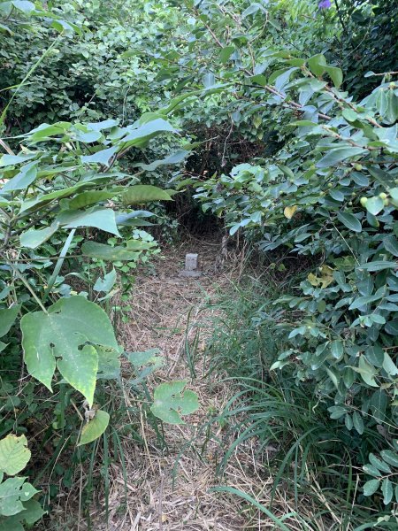 20250128高雄漯底山-北峰-西北峰2705213