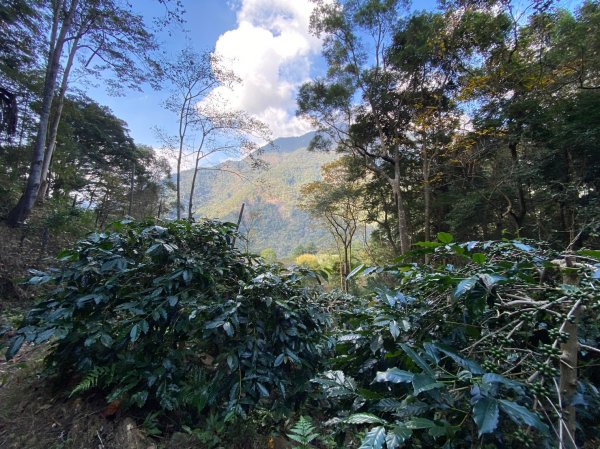 唐麻丹山-松鶴上三角點O型回松鶴2378406