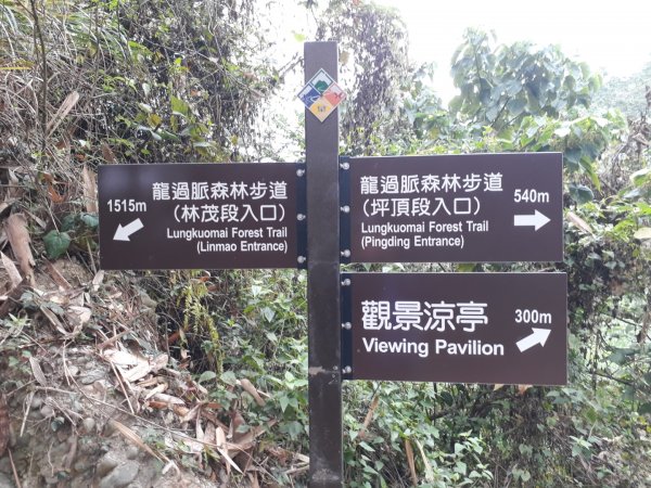 雲林林內龍過脈森林步道20190323550583
