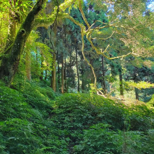 溪頭鳳凰山隆田線（小百岳）2350875