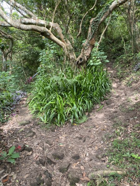 2023/10/24 尖山步道 北橫古道 硬漢嶺2368767