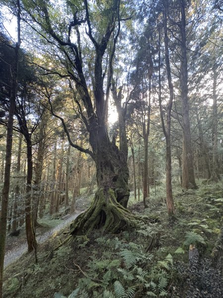 20251225塔山步道(大塔山)2970311