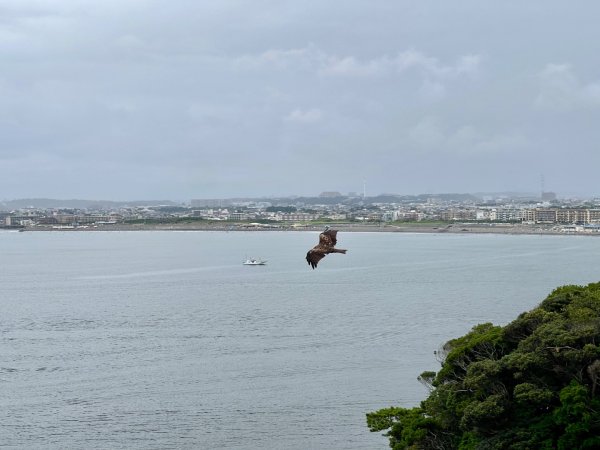 1150816 JP 藤澤市江之島3111251