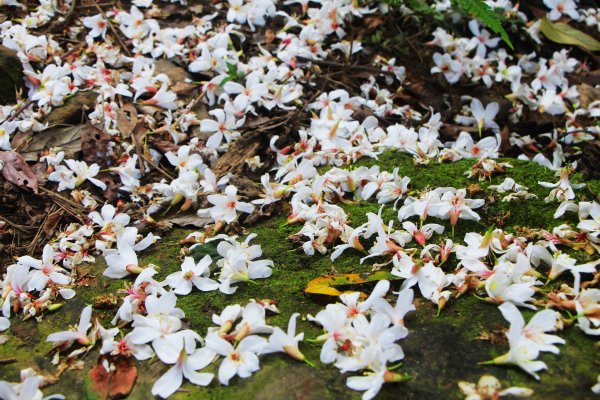 南勢角山-山訓飽覽桐花勝景952065