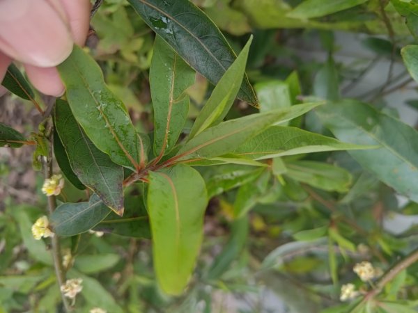 梅山鄉撿山頭2449381