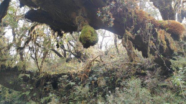 茶仁山單攻2025年4月4日2753330