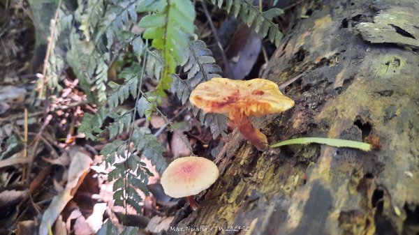 《新竹》沒那簡單｜關西赤柯山東獅頭山步道O繞202506152813524