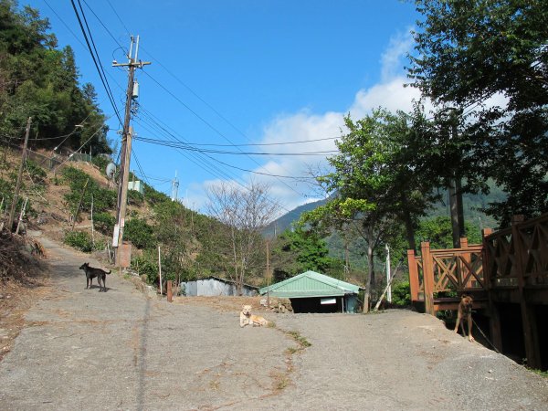 四壯士神木步道x阿冷山(北北峰)787456