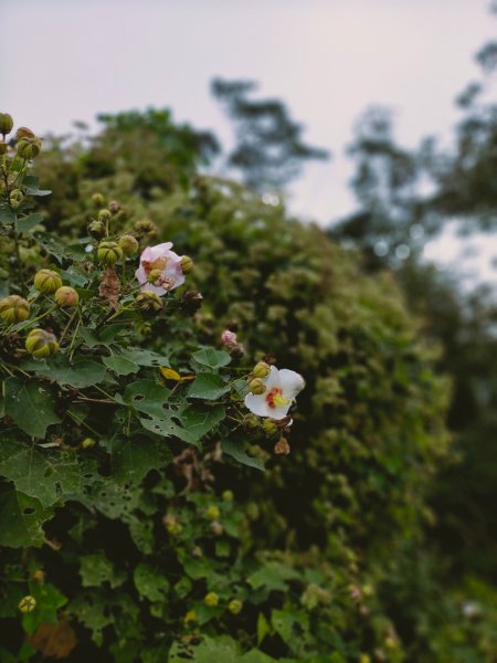 阿拔泉山/觀音石山/紅楠坑山/獨立山 環狀2963289