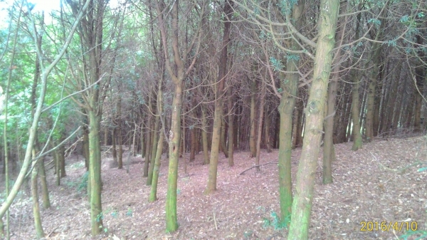 20160410新竹五指山34498