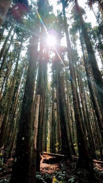 起初露營區經第三登山口上油羅山872314