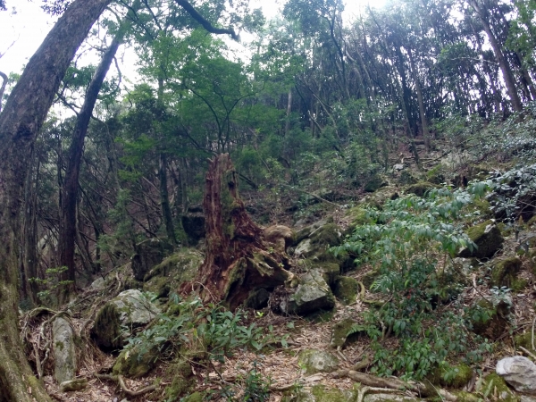 刺激鳶嘴山261742