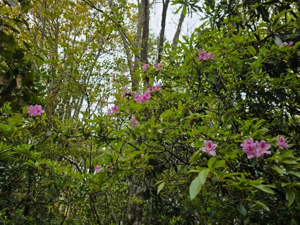 橫嶺山／沙蓮山／笛吹山O繞2787686