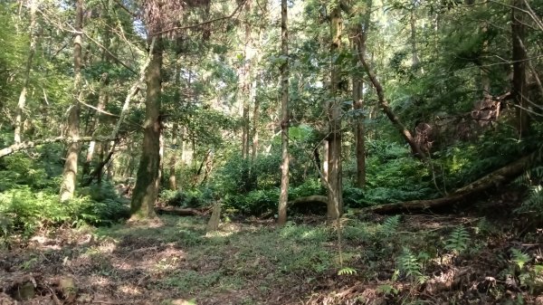 平溪區東勢格古道-咸豐嶺烽火台-峭壁雄峰-三抱竹鞍-白石後仙洞-東勢格古道P字走3126894