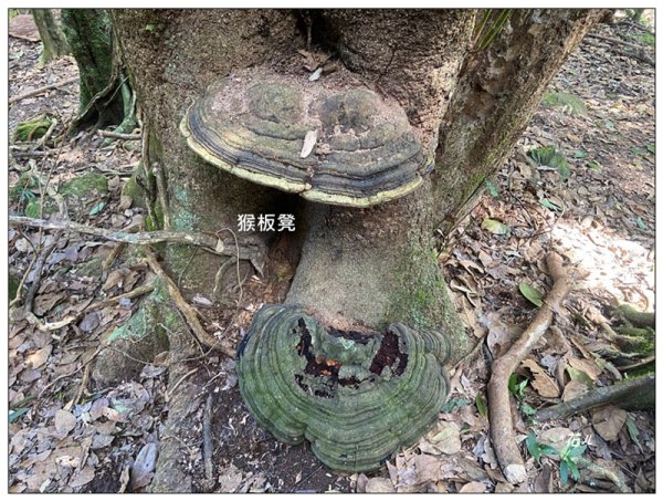 加里山前山隘勇線、騰龍山、橫龍山 連走3027665