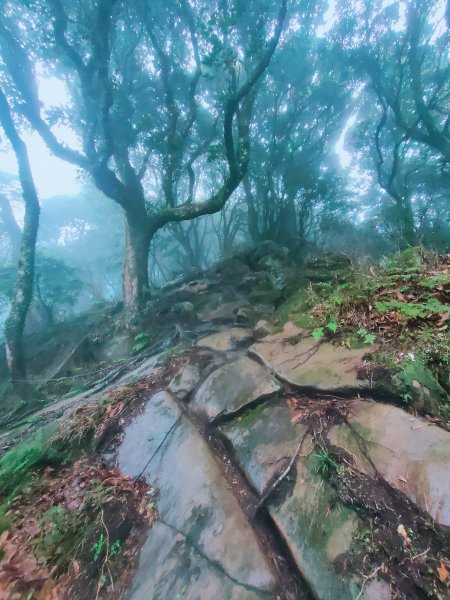 哈加縱走大O（杜鵑嶺、加里山、哈堪尼山）2030251