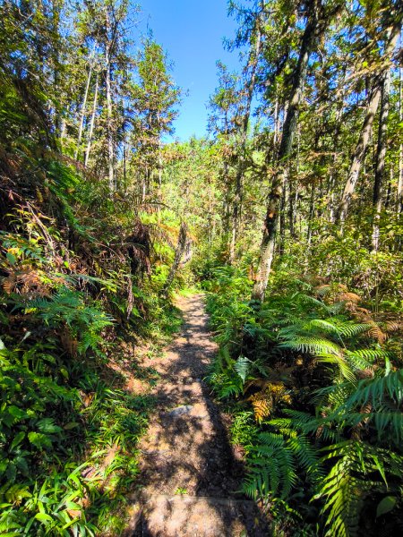 2024-08-22 澀水森林步道2578404