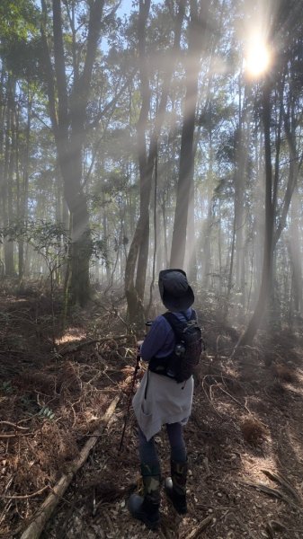 留龍頭-嶺頭山-金柑樹山-忘憂森林（2025必去）2720363