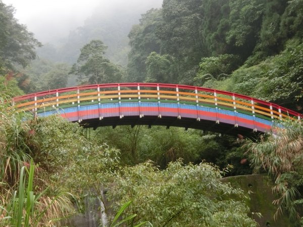 溪頭銀杏神木彩虹橋459531