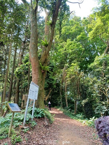 【苗栗大湖】步道多行走在舒適的綠蔭中。 No36小百岳~關刀山步道(出關古道關聖段)2528133