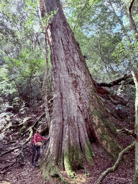 鎮西堡巨木步道B區全段+A區部分3008536