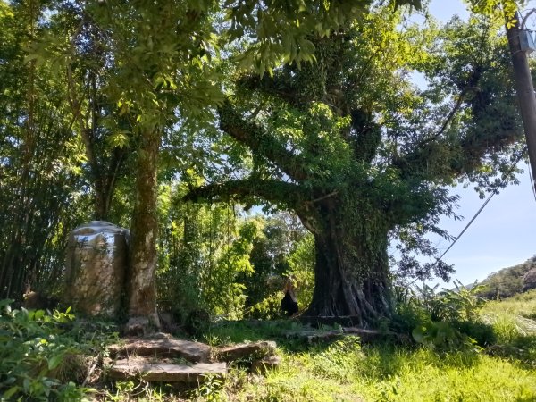坪林區南闊瀨行(枋山坑古道+枋山坑崙+闊瀨越嶺保甲路O型)2916739