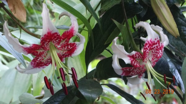 補考 - 艷紅鹿子百合656637