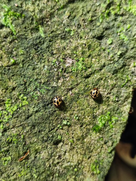 觀音山小鷹尖2818054