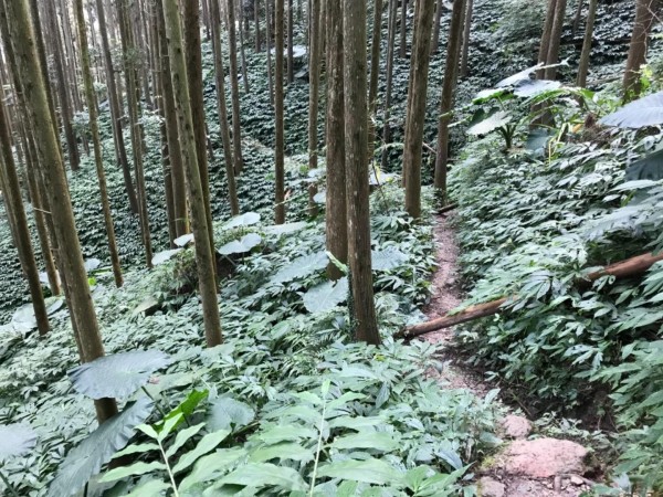 南庄向天湖環山步道256112