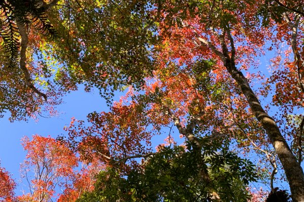 苗栗泰安｜馬那邦山登山步道｜漫步楓紅古戰場．遠眺深藍聖稜線1574388