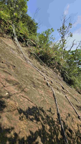 20250503藍鵲峰-平溪子山-畝畝山-青林山2777582