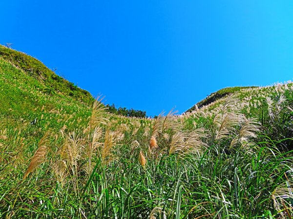 草嶺古道芒花情470568