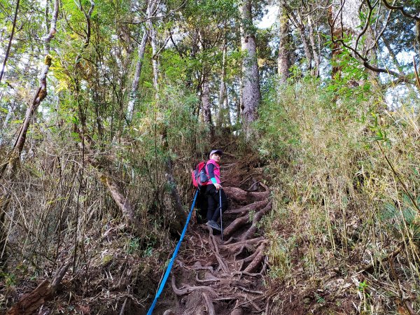 西巒大山二刷  晶瑩剔透水晶蘭現蹤1314843