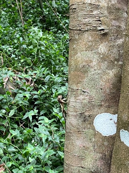 2025/7/23觀音山硬漢嶺2844609